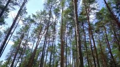 在森林里有笔直的<strong>树干</strong>的细长松树。 在<strong>木头</strong>上生长着细长的松树